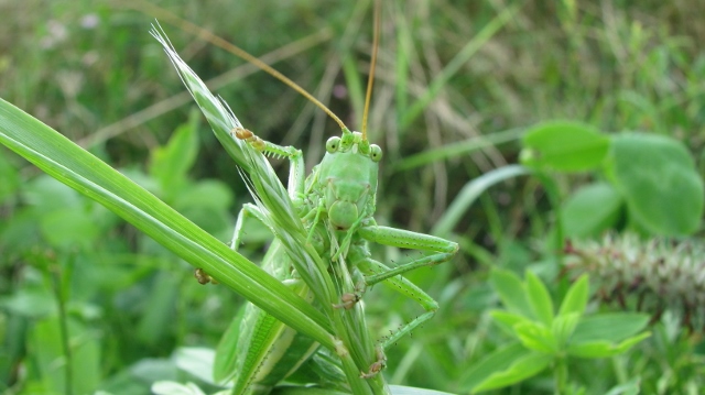 Bild 1045 (640x359)