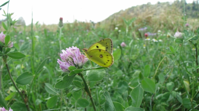 Bild 1067 (640x359)