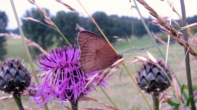 Bild 542 (640x359)