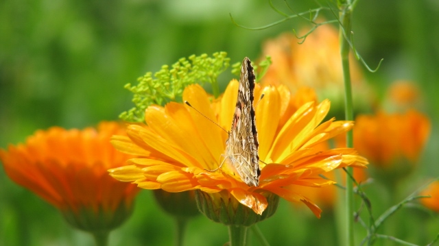 Bild 682 (640x359)