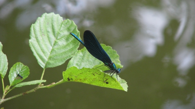 Bild 965 (640x359)