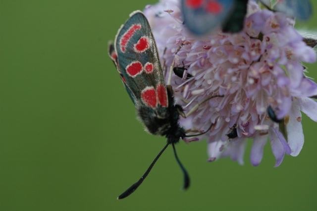 DSC_0278 (640x426)