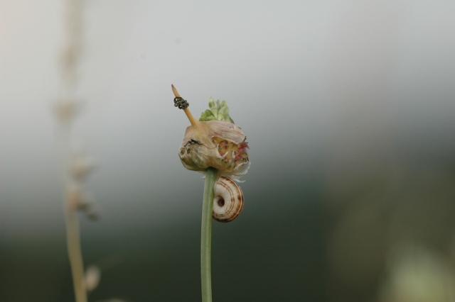 DSC_0316 (640x426)