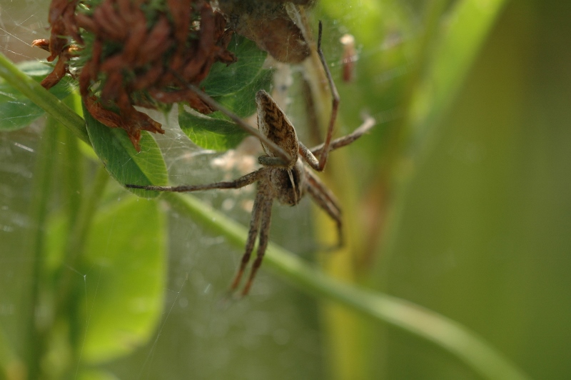 DSC_0379 (800x532)