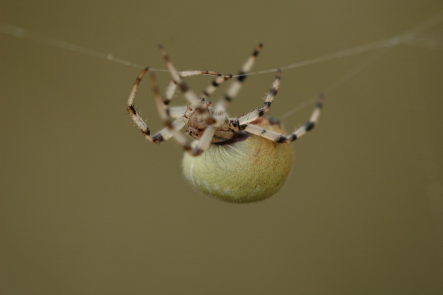 DSC_0436 (640x426)