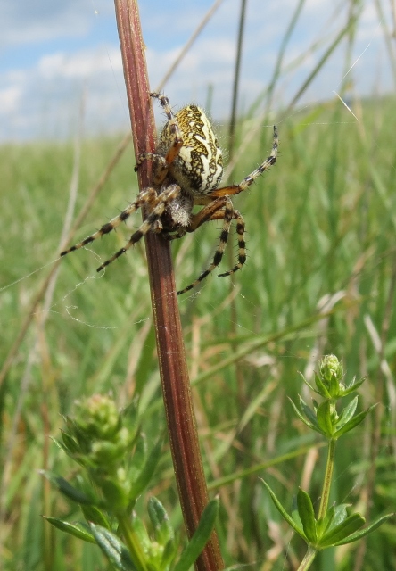 Sommer12 023 (444x640)